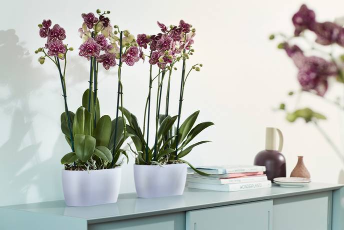 brussels orchidee duo 25cm transparant
